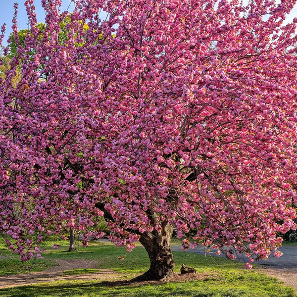thumbnail image 2 of Kwanzan Cherry Tree Live Plant – Prunus Serrulata, 4-6 Inches Tall, Fast-Growing Flowering Tree 2 of 13