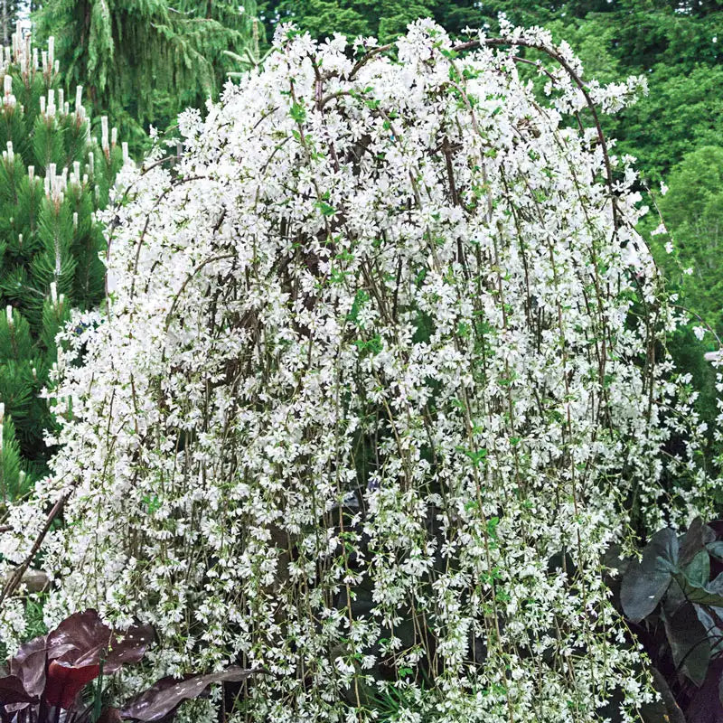 Snow Fountain Weeping Cherry Tree