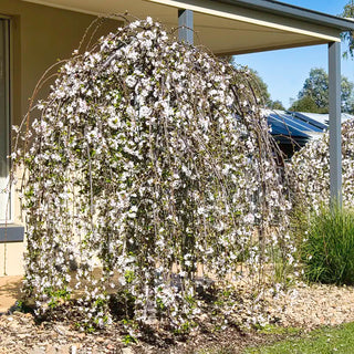 Snow Fountain Weeping Cherry Tree