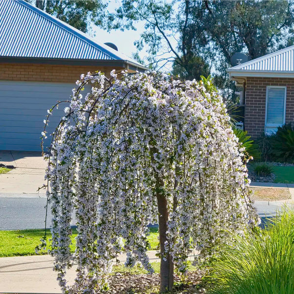 can you plant a weeping cherry tree in a pot Snow Fountain Weeping Cherry Tree
