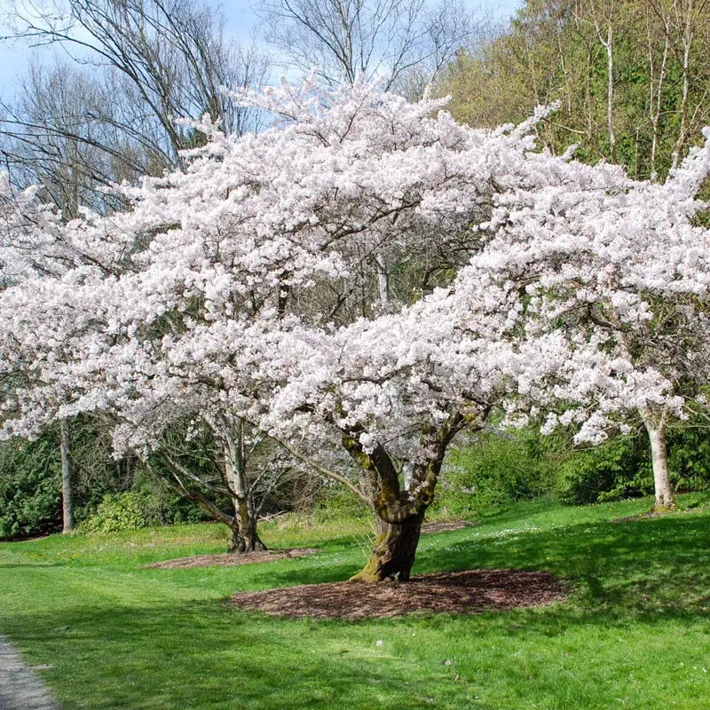 yoshino cherry blossom bonsai tree Yoshino Flowering Cherry - 5-6 ft | Prunus x yedoensis | Pink | White | Zone 5-8 | Full Sun