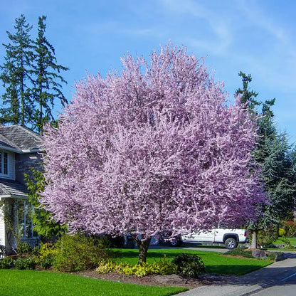 Thundercloud Ornamental Plum Tree