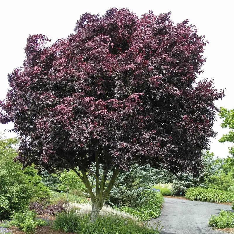 Thundercloud Ornamental Plum Tree