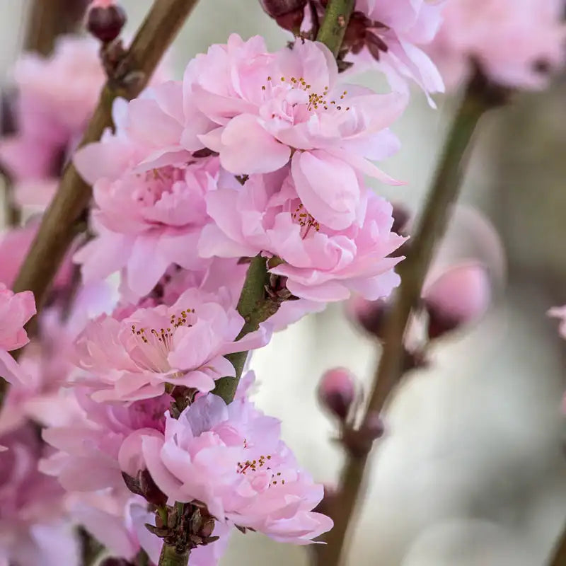 Corinthian Rose Ornamental Peach Tree