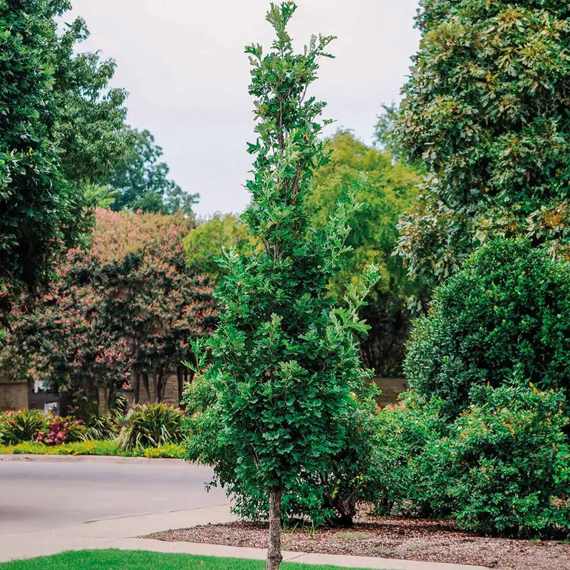 Kindred Spirit Oak Tree