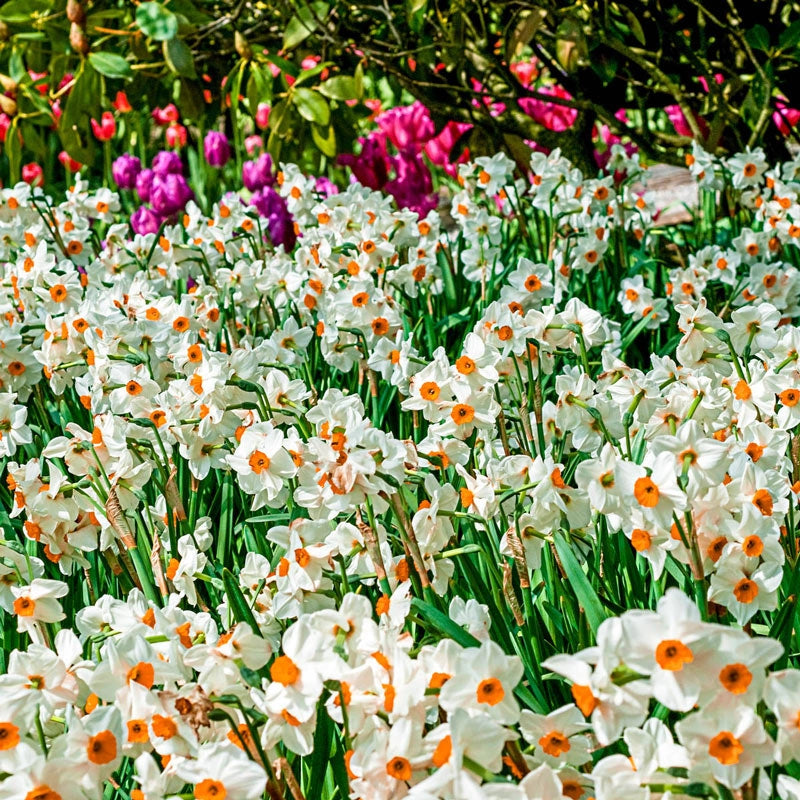 Fragrant Geranium Daffodil