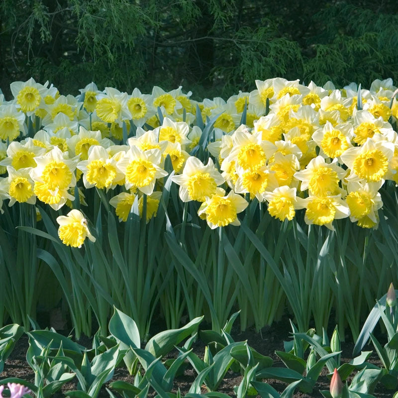 Las Vegas Daffodil