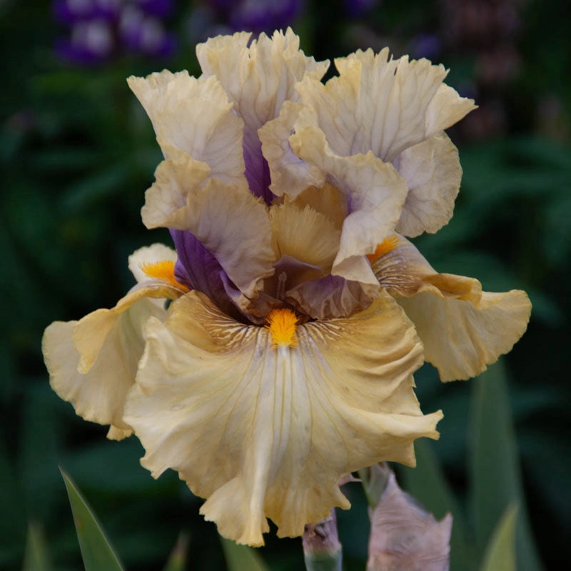 Secret Rites Bearded Iris