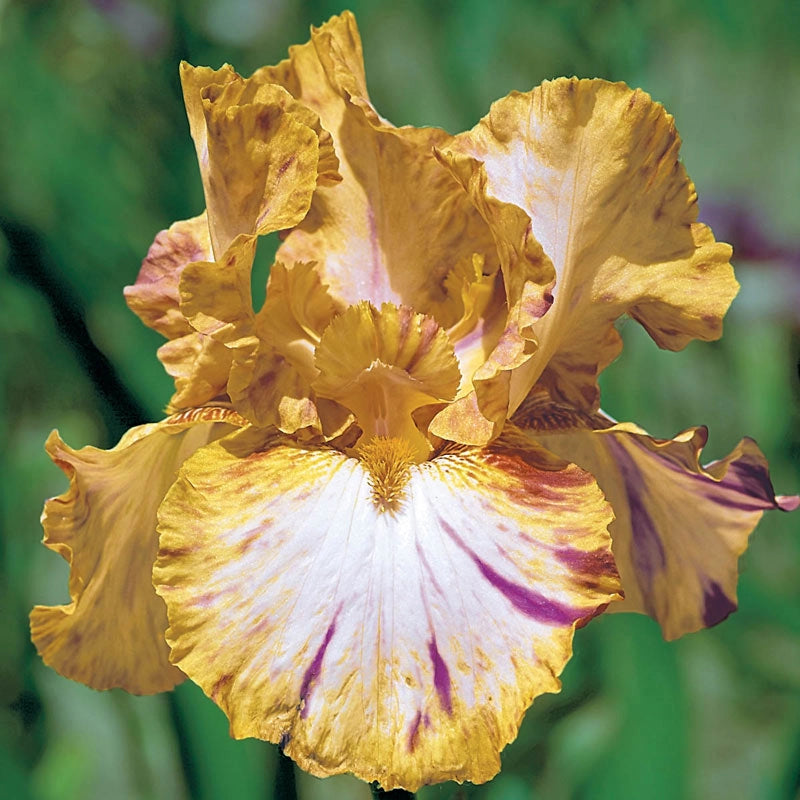 Toucan Tango Bearded Iris