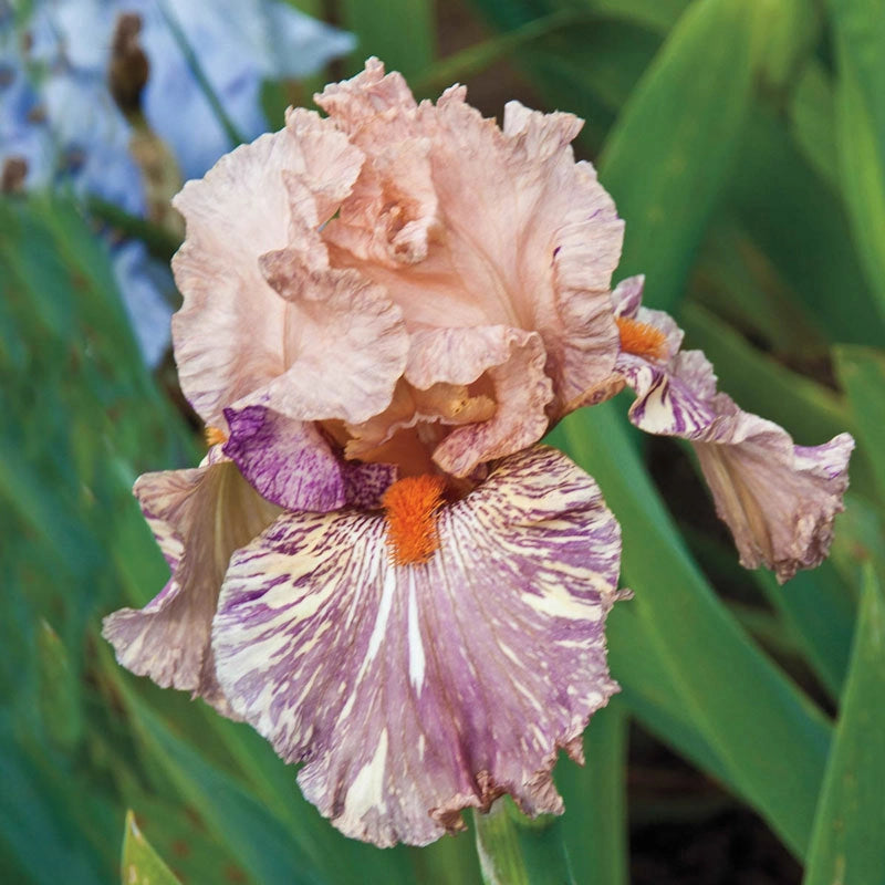 King Tush Bearded Iris