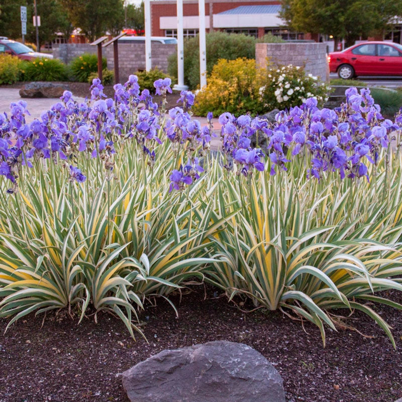 Pallida Variegata Gold Bearded Iris