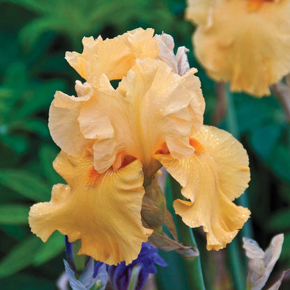 Penny Lane Bearded Iris