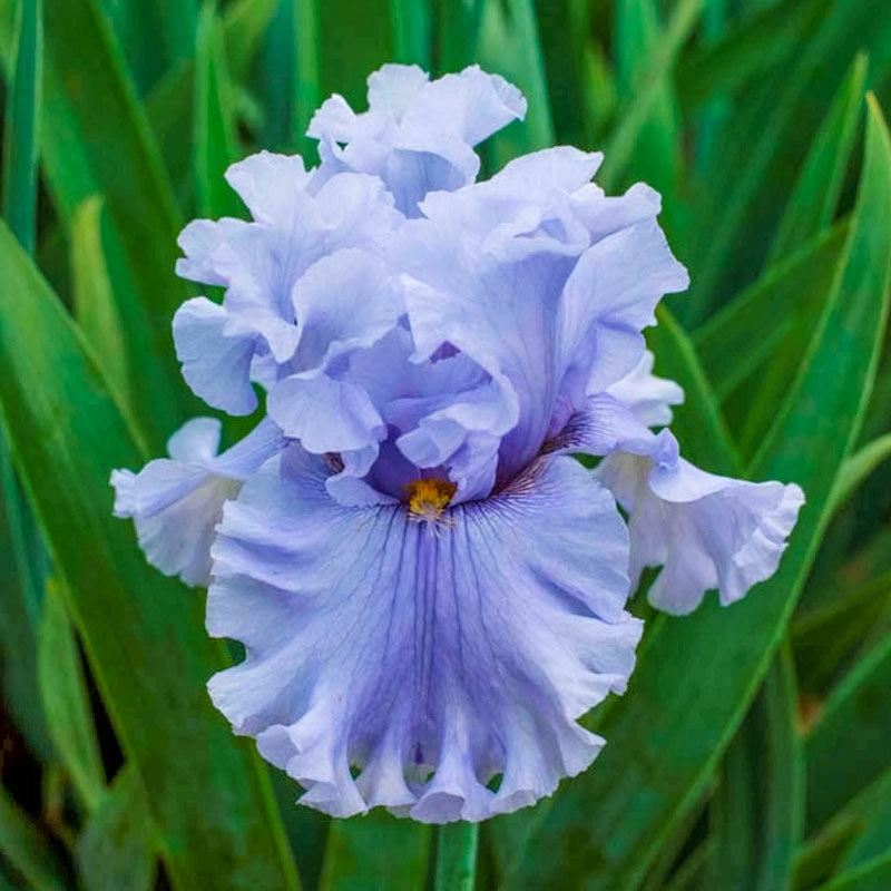 Platinum Passion Bearded Iris