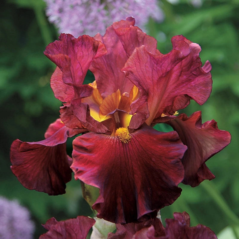 Rarest Red Bearded Iris