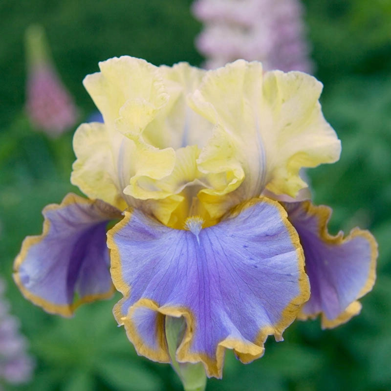 Repertoire Bearded Iris