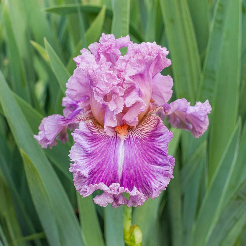 Just Witchery Bearded Iris