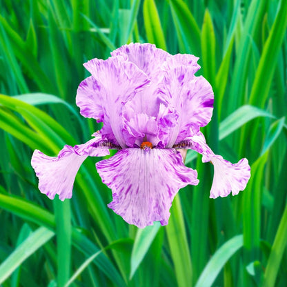 Maria Tormena Bearded Iris