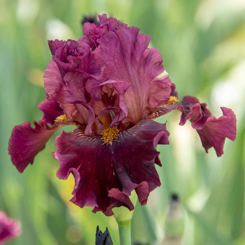 Obsessed Bearded Iris