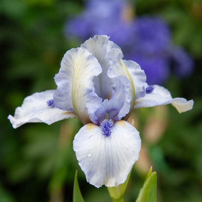 Forever Blue Dwarf Reblooming Iris