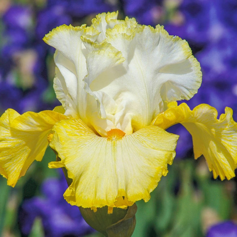 Better Than Butter Bearded Iris