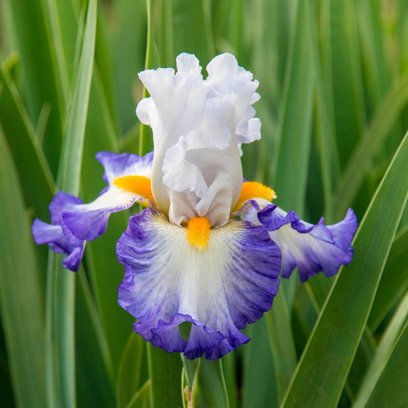 Iris Spring Backshell Brilliant Idea Bearded Iris – Spring Hill Nurseries