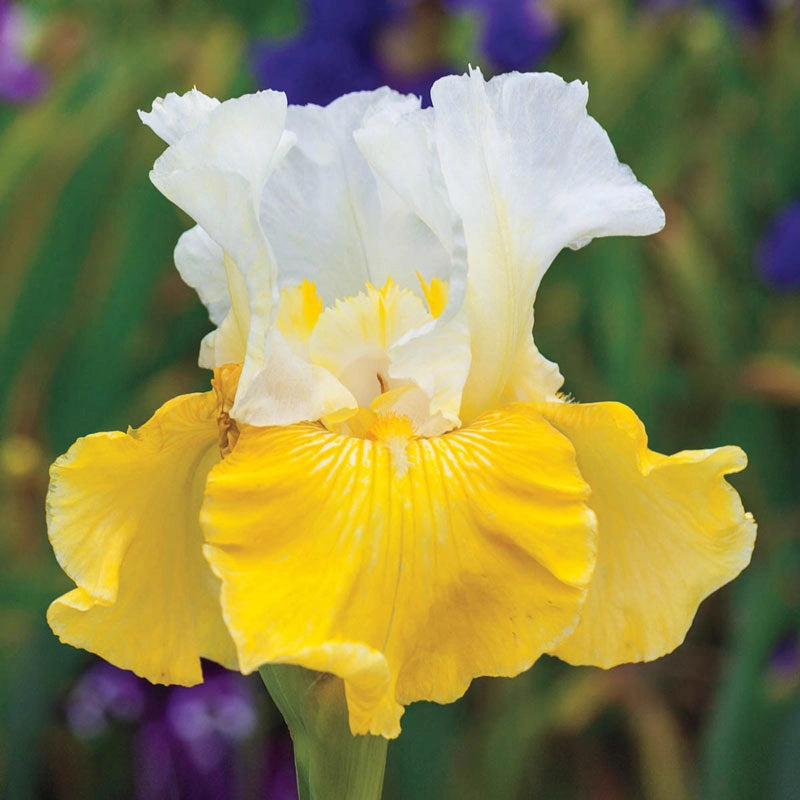 Alpine Journey Bearded Iris