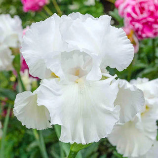 Bouquet Builders After Midnight Iris Collection