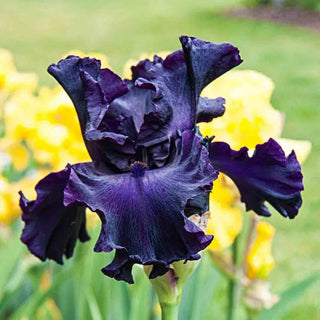 Bouquet Builders After Midnight Iris Collection