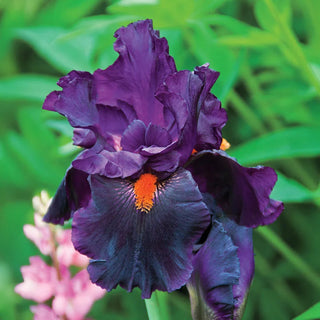 Bouquet Builders After Midnight Iris Collection