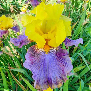 Bouquet Builders Romance Iris Collection