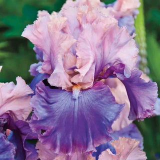 Bouquet Builders Romance Iris Collection