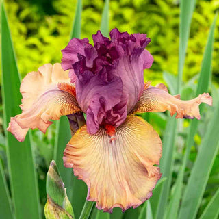 Bouquet Builders Romance Iris Collection