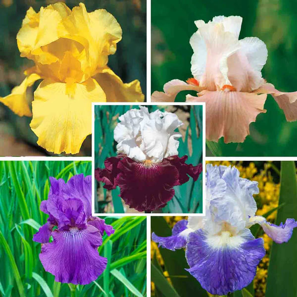 8 Bearded Iris Rhizomes – Mixed Colors (Purple, White, Yellow, Blue, Pink, Red) – Easy Perennial For Spring/Summer – Free Shipping