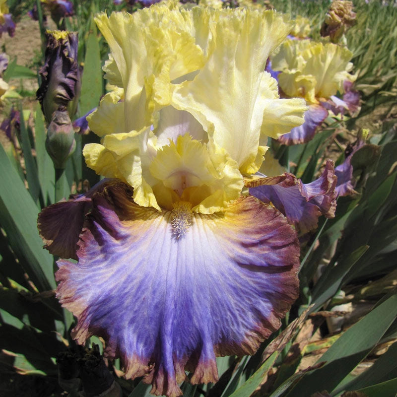 Adventurous Bearded Iris