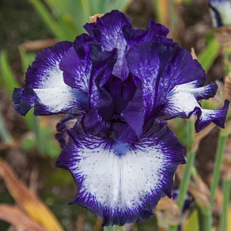 Oreo Bearded Iris