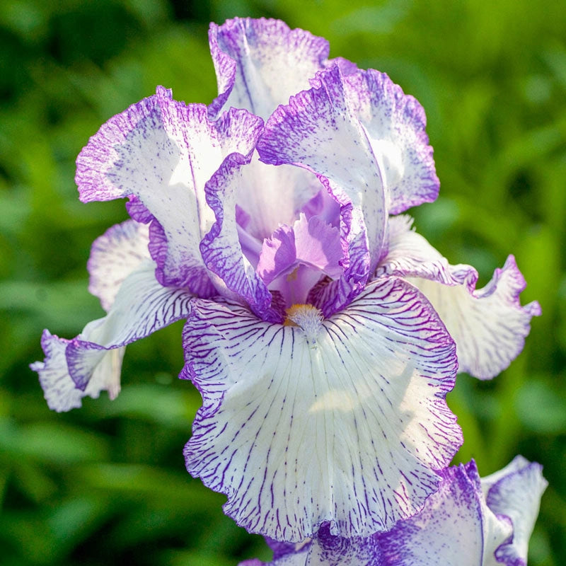 Autmn Circus Reblooming Bearded Iris