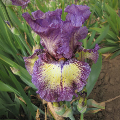 Foolish Dreamer Bearded Iris