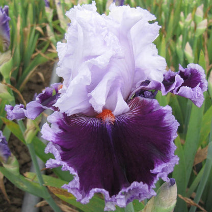 Daring Deception Bearded Iris