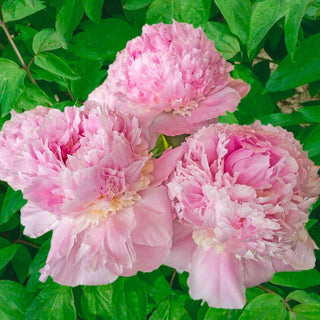 Angel Cheeks Peony