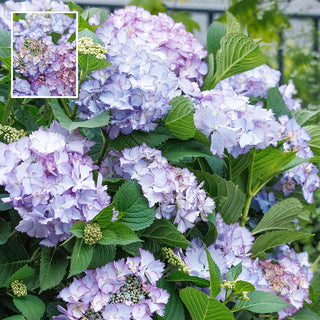 Seaside Serenade® Crystal Cove Hydrangea