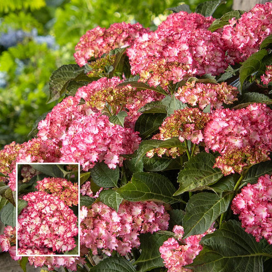 ヨシノヒトシ　レンゲ　花柄　2客 Seaside Serenade® Fire Island Hydrangea – Spring Hill Nurseries