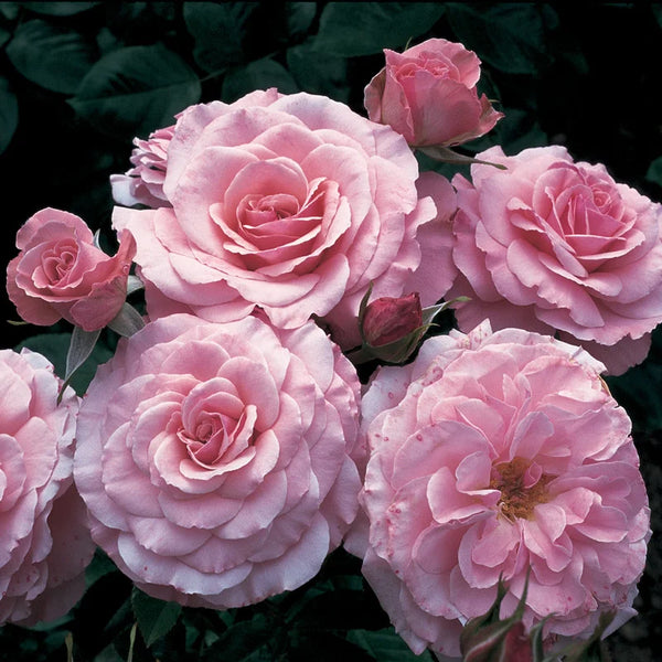 Sexy Rexy Floribunda Rose – Spring Hill Nurseries