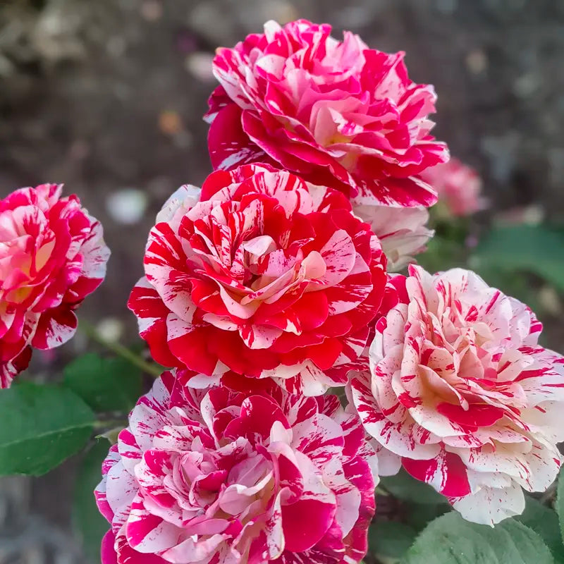 Eorge Burns Roses George Burns™ Floribunda Rose – Spring Hill Nursery