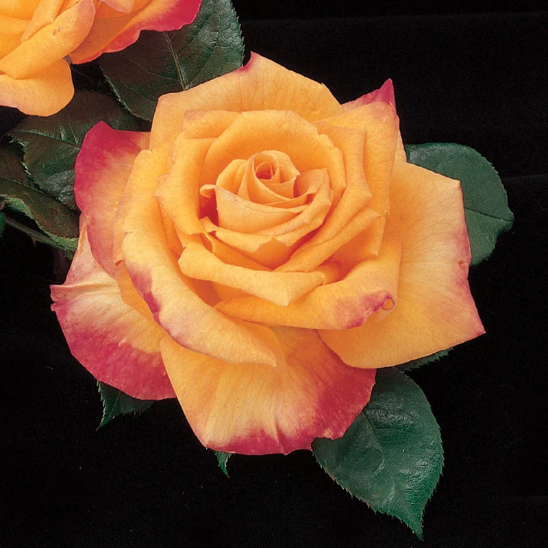 Chris Evert™ Hybrid Tea Rose – Spring Hill Nurseries