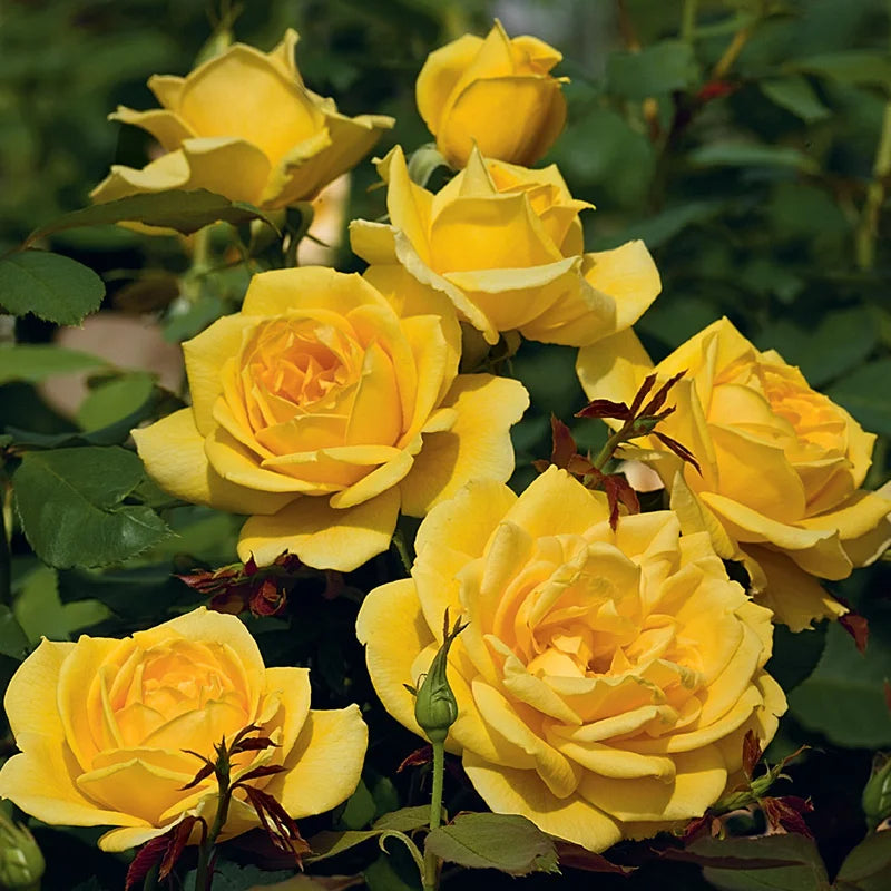 Grandiflora Roses - Shop Grandiflora Rose Bushes | Spring Hill – Spring ...