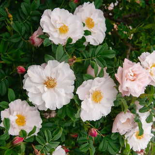 Snow Pavement Shrub Rose