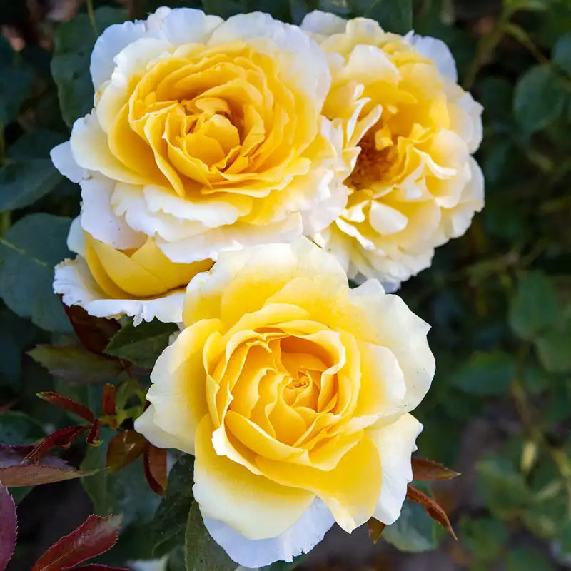 Quest For Zest™  Grandiflora Rose