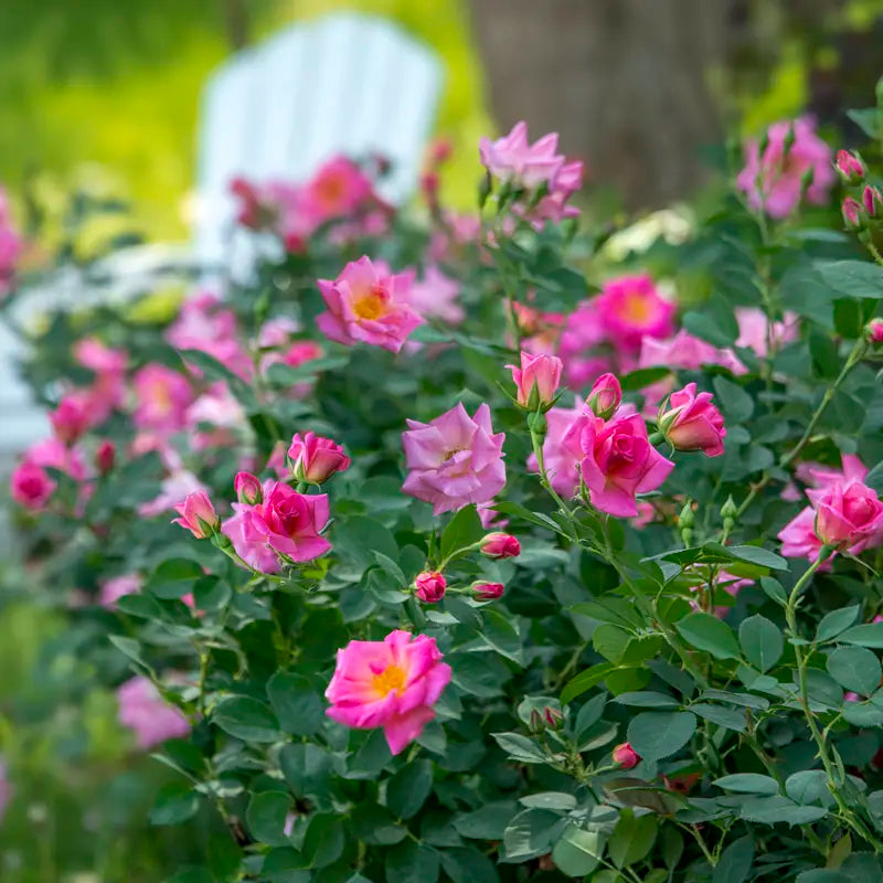Pink Freedom Rose | Spring Hill Nurserie – Spring Hill Nursery