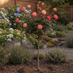 Double Delight Tree Rose – Spring Hill Nurseries