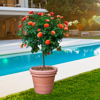 Livin' Easy® Floribunda Rose